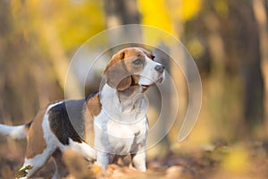 Portrait of Beagle dog