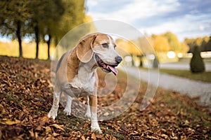 Portrait of a Beagle dog