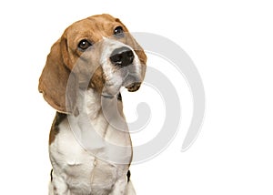 Portrait of a beagle dog glancing away on a white background with copy space