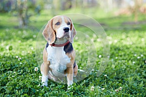 Portrait of a beagle dog on the green grass