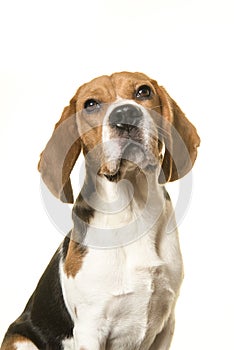 Portrait of a beagle dog looking up isolated on a white background in a vertical image