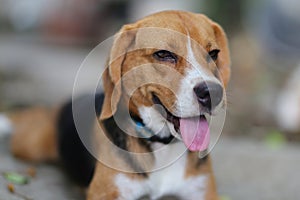 Portrait of a beagle dog outdoor.