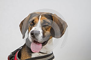 Portrait of a beagle