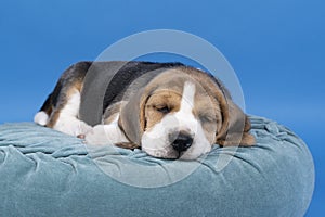 Portrait of a beagle dog pup lying on a blue cushion sleeping isolated against blue background