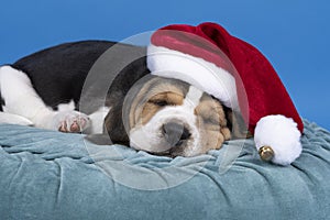 Portrait of a beagle dog pup lying on a blue cushion wearing a christmas hat sleeping isolated against blue background