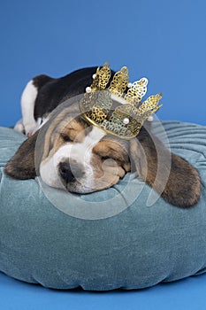 Portrait of a beagle dog pup lying on a blue cushion wearing a golden crown sleeping isolated against blue background