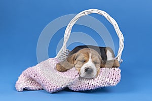 Portrait of a beagle dog pup lying in a white basket sleeping blue background