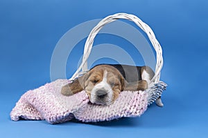 Portrait of a beagle dog pup lying in a white basket sleeping blue background