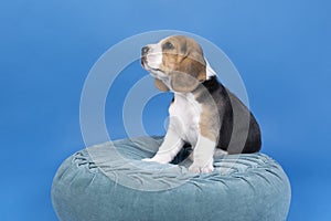 Portrait of a beagle dog pup sitting on a blue cushion in a blue background