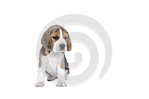 Portrait of a beagle dog pup sitting isolated against a white background