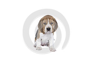 Portrait of a beagle dog pup sitting isolated against a white background