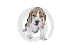 Portrait of a beagle dog pup sitting isolated against a white background