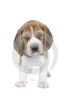 Portrait of a beagle dog pup standing isolated against a white background