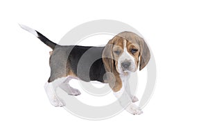 Portrait of a beagle dog pup standing isolated against a white background