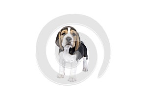 Portrait of a beagle dog pup standing isolated against a white background