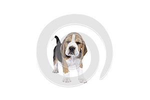 Portrait of a beagle dog pup standing isolated against a white background