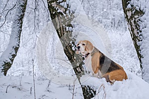 Portrait of a beagle dog for a walk