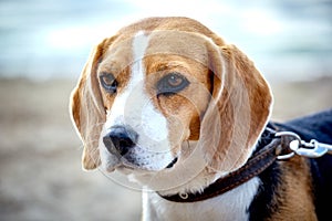 Portrait of Beagle dog walking around