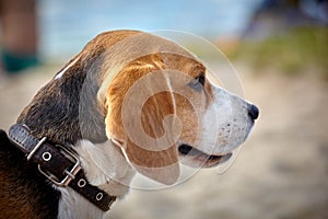 Portrait of Beagle dog walking around