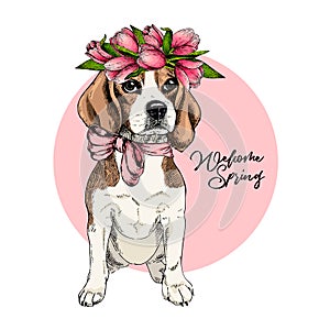 Portrait of beagle dog wearing tulip crown. Welcome spring. Hand drawn colored vector illustration. Engraved detailed