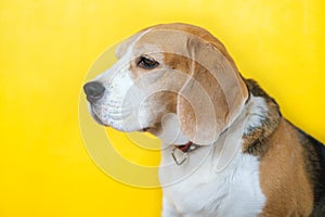 portrait of a beagle dog on a yellow background