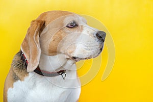 Portrait of a beagle dog on a yellow background