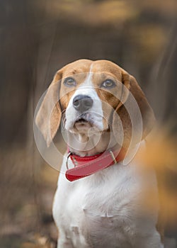 Portrait of Beagle in the forest