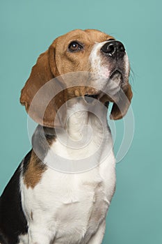Portrait of a beagle looking up on a turquoise blue background in a vertical image photo