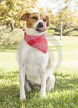 Portrait of a beagle mix