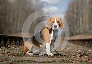 Portrait of a Beagle on the sleepers of the railway