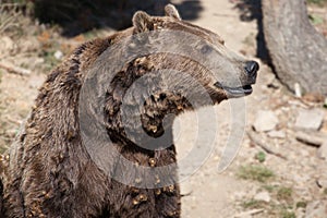Portrait of a Bear of the Pyrenees photo