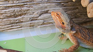 Portrait of bearded agama dragon is sitting in his terrarium and looking up.