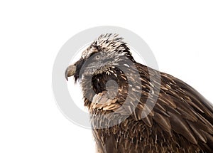 Portrait of a bearded bird