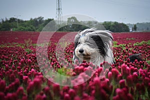 Portrait of bearded collie, who is running in tall shamrock