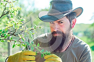 Portrait of bearded farmer. Grafting branches. Professional Gardener at Work - close up portrait.