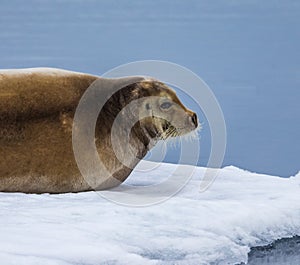 Portrait of bearded seal sitting on ice floe in Norway