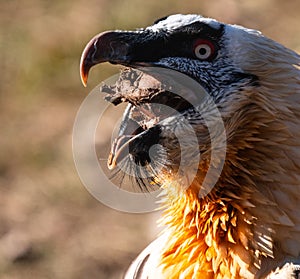 A portrait of a bearded vulture with a bone in its beak