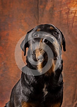 Portrait of beautiful adult male rottweiler dog