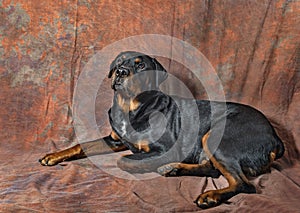 Portrait of beautiful adult male rottweiler dog