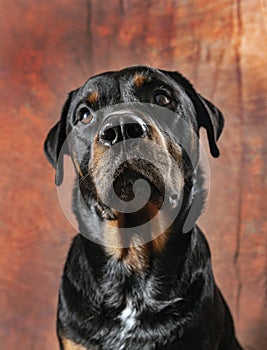 Portrait of beautiful adult male rottweiler dog