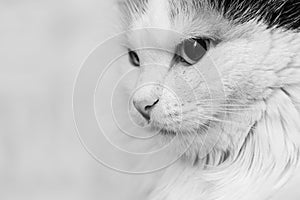 Portrait of a beautiful adult serious fluffy long-haired black and white cat with big eyes and on a blurred background