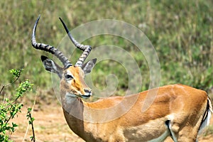 Portrait of a beautiful african impala