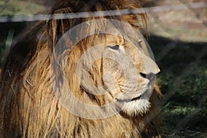 Portrait of a beautiful African Lion in the Jukani Wildlife Sanctuary, South Africa.