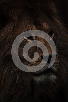 Portrait of a Beautiful african male lion in the dark, lion king.