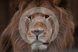 Portrait of a Beautiful african male lion , lion king