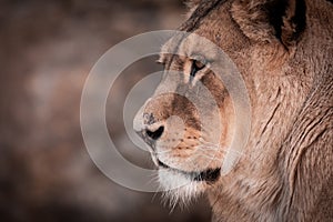 Portrait of a Beautiful african male lion, lion king