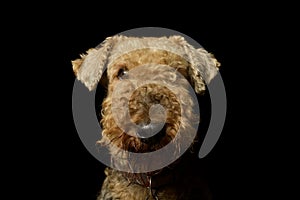 Portrait of a beautiful Airedale Terrier