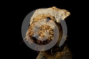 Portrait of a beautiful Airedale Terrier