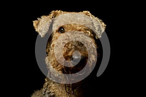 Portrait of a beautiful Airedale Terrier