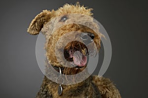 Portrait of a beautiful Airedale Terrier